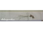 passamaneria ondina  - avorio cm 1,5 circa